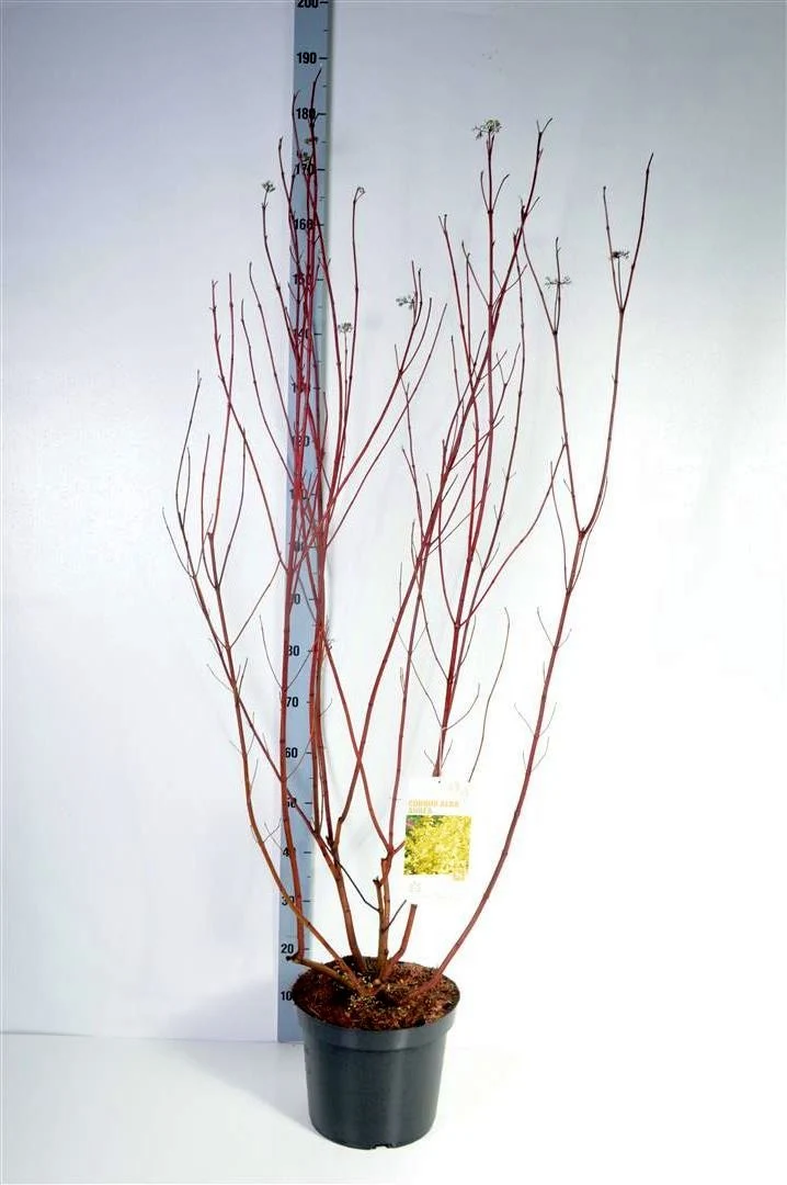 Cornus alba 'Aurea' C12 (12 liters kruka) 100-125 cm