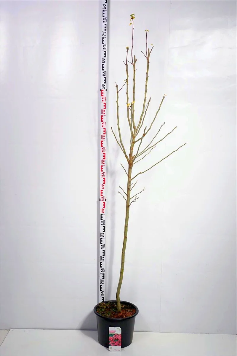Crataegus media 'Paul's Scarlet' 120 cm stam C20 (20 liters kruka)