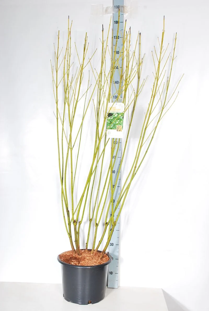 Cornus sericea 'Flaviramea' C20 (20 liters kruka) 125-150 cm