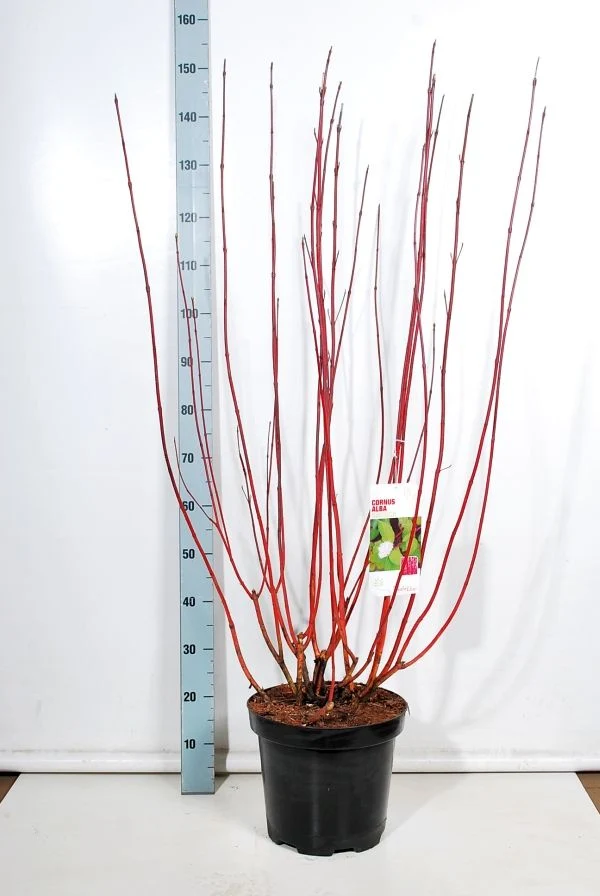 Cornus alba 'Sibirica' C12 (12 liters kruka) 100-125 cm