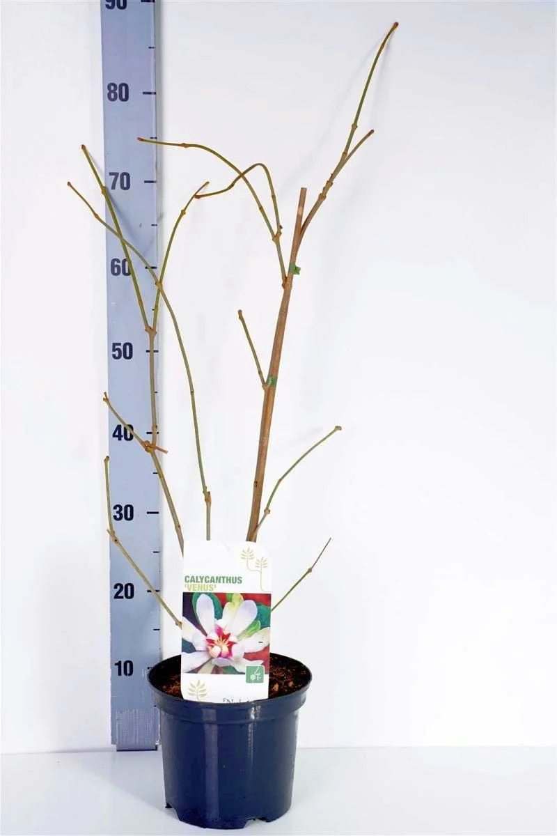 Calycanthus 'Venus' C3 (3 liters kruka) 40-60 cm