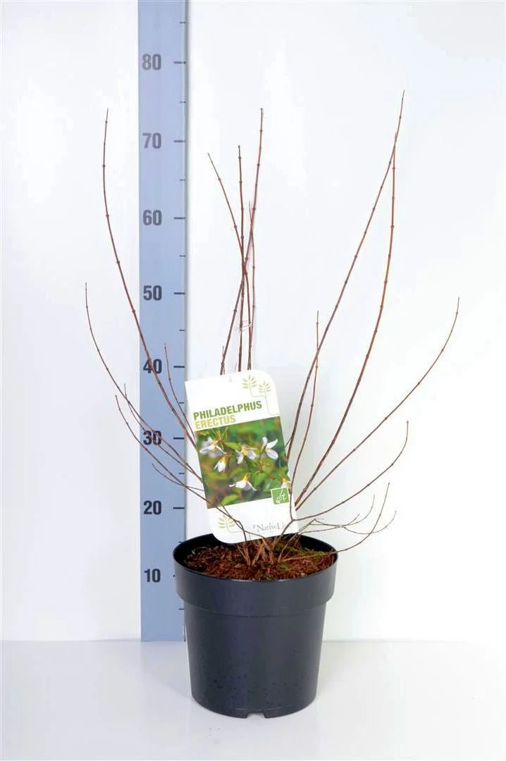 Philadelphus 'Erectus' C5 (5 liters kruka) 50-60 cm