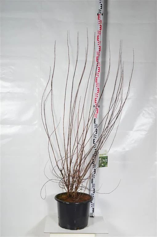 Philadelphus 'Erectus' C20 (20 liters kruka) 125-150 cm