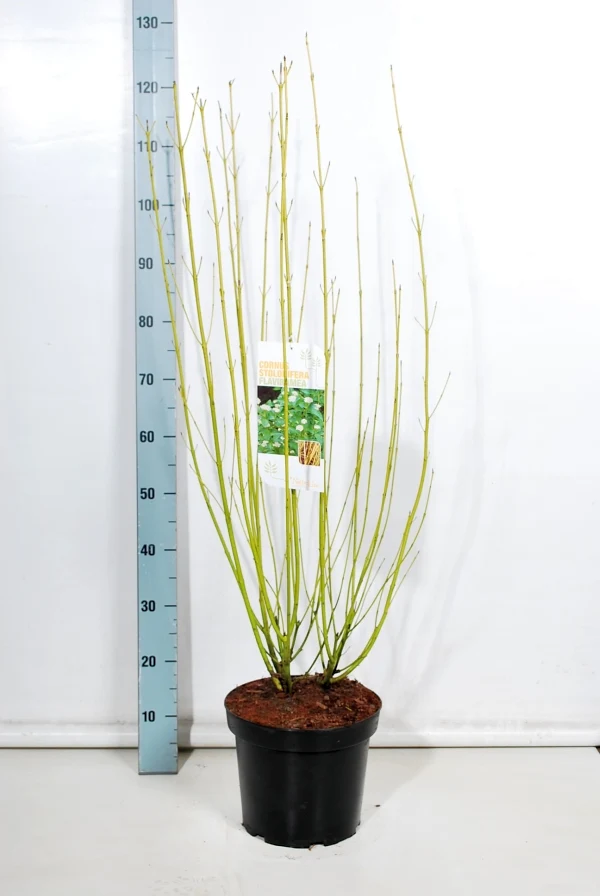 Cornus sericea 'Flaviramea' C12 (12 liters kruka) 100-125 cm