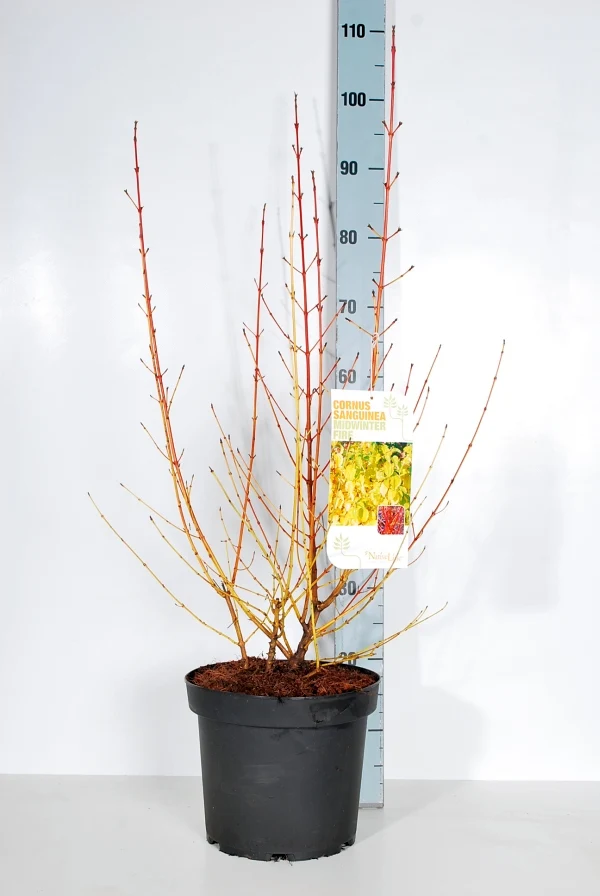 Cornus sang. 'Midwinter Fire' C7,5 (7,5 liters kruka) 70-80 cm