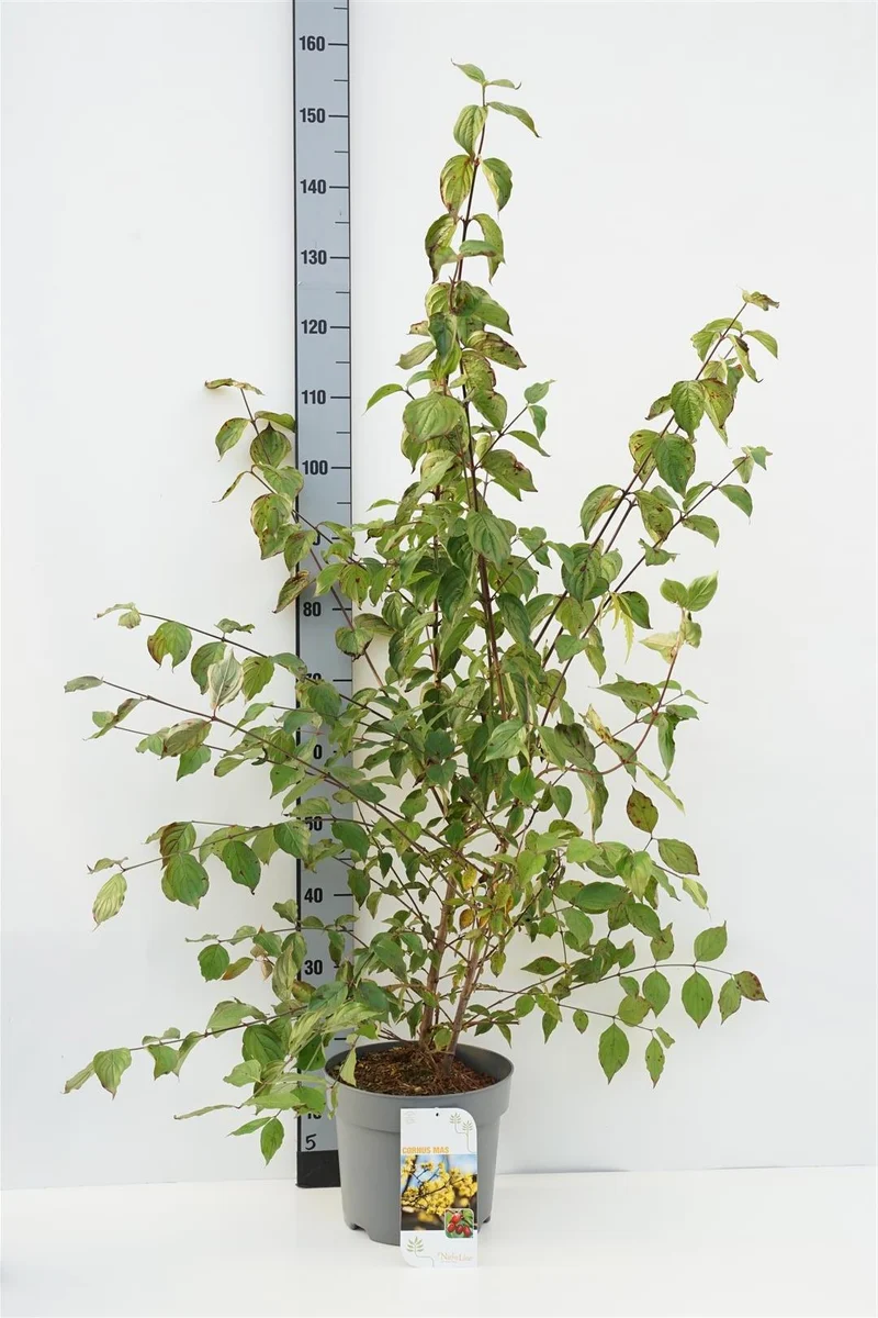 Cornus mas 80-100 cm, C7,5 (7,5 liters kruka)