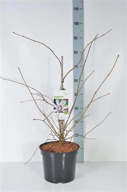 Calycanthus 'Venus' C7,5 (7,5 liters kruka) 60-80 cm