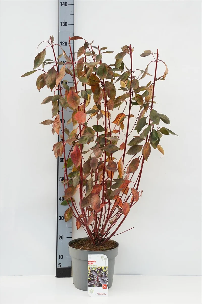 Cornus alba 'Nightfall'® C7,5 (7,5 liters kruka) 80-100 cm