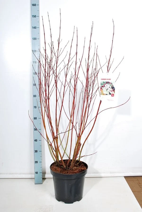Cornus alba 'Elegantissima' C12 (12 liters kruka) 100-125 cm
