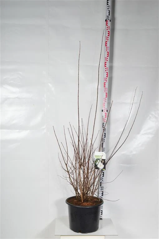 Philadelphus 'Schneesturm' C20 (20 liters kruka) 125-150 cm