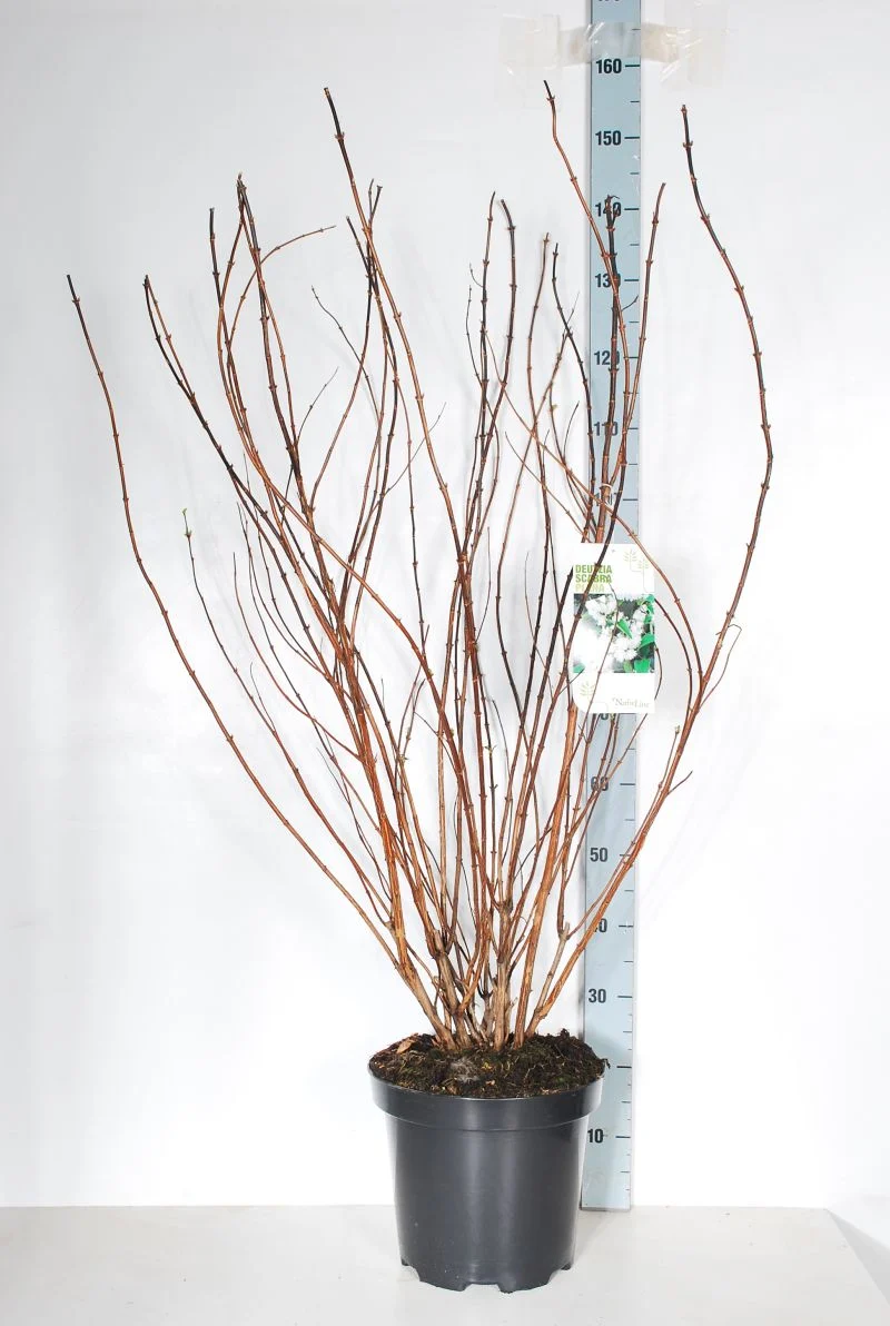 Deutzia scabra 'Plena' C12 (12 liters kruka) 100-125 cm