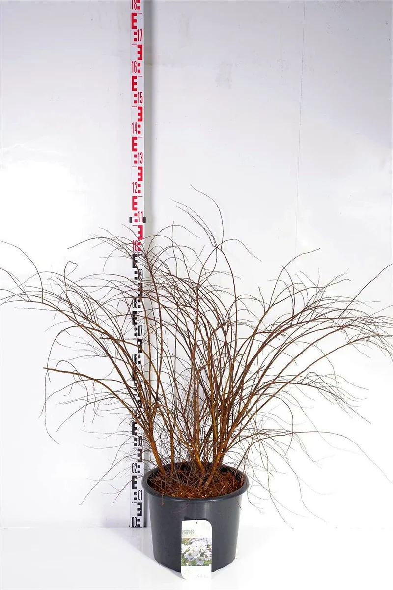 Spiraea cinerea 'Grefsheim' C20 (20 liters kruka) 100-125 cm