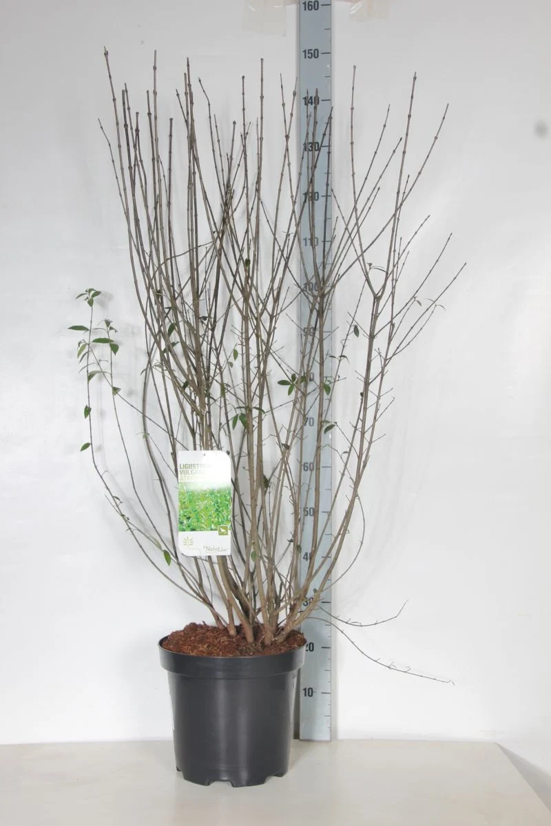 Ligustrum vulg. 'Atrovirens' C12 (12 liters kruka) 100-125 cm