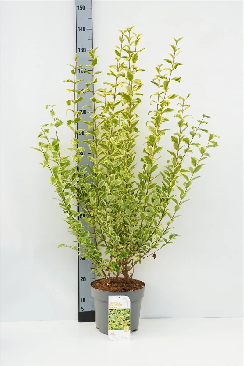 Ligustrum oval. 'Aureum' 80-100 cm, C7,5 (7,5 liters kruka)