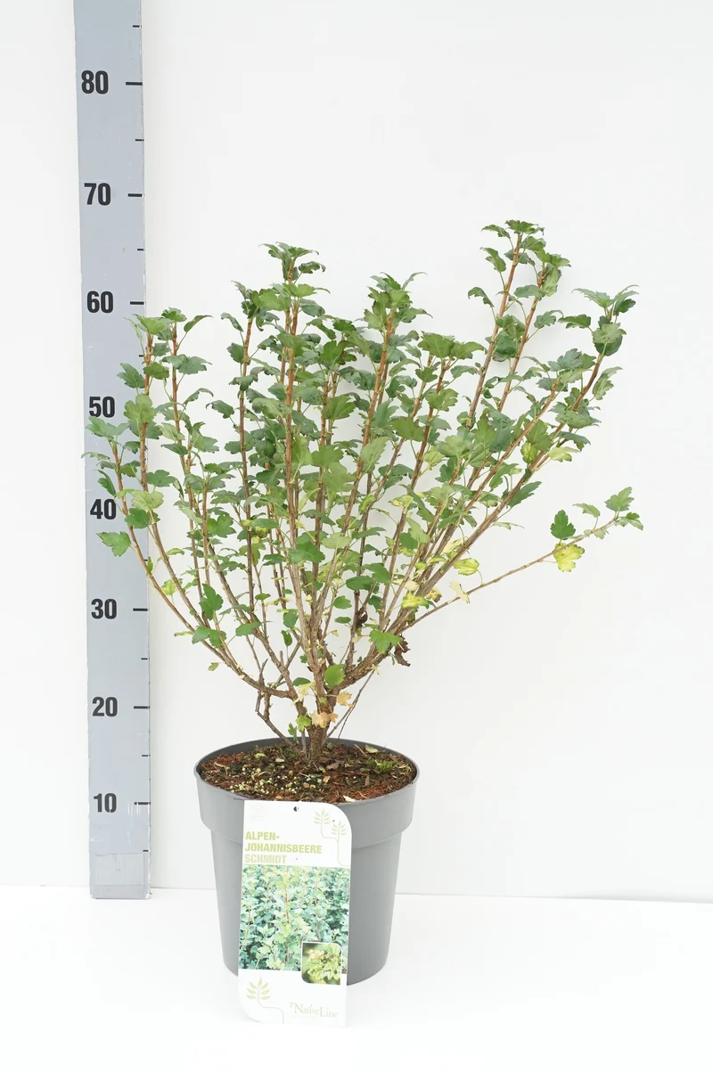 Ribes alpinum 'Schmidt' C5 (5 liters kruka) 50-60 cm