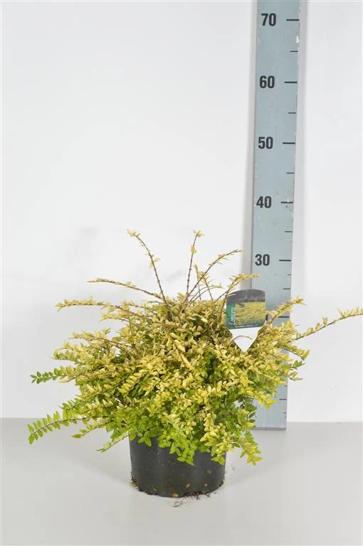 Lonicera nitida 'Golden Glow' C3 (3 liters kruka) 30-40 cm
