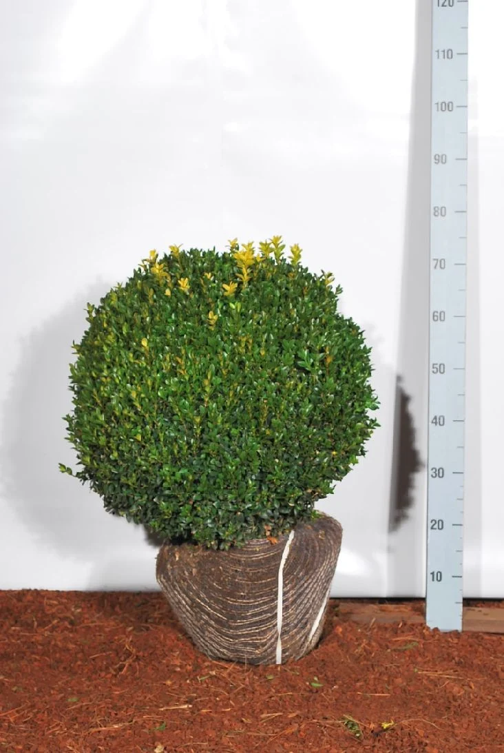 Buxus sempervirens Klot 50 cm rotklump