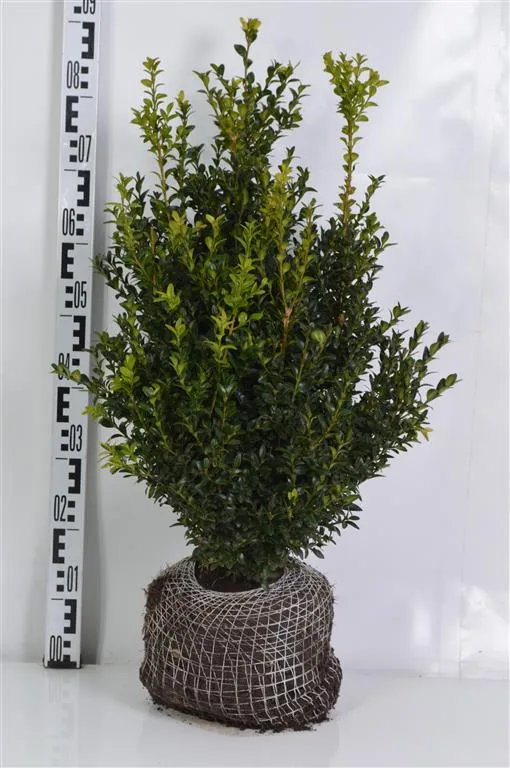 Buxus sempervirens 50-60 cm rotklump