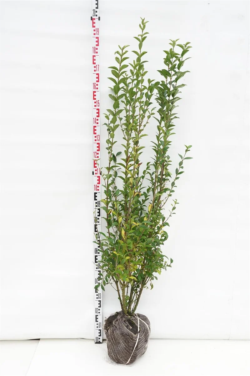 Ligustrum ovalifolium 100-125 cm rotklump