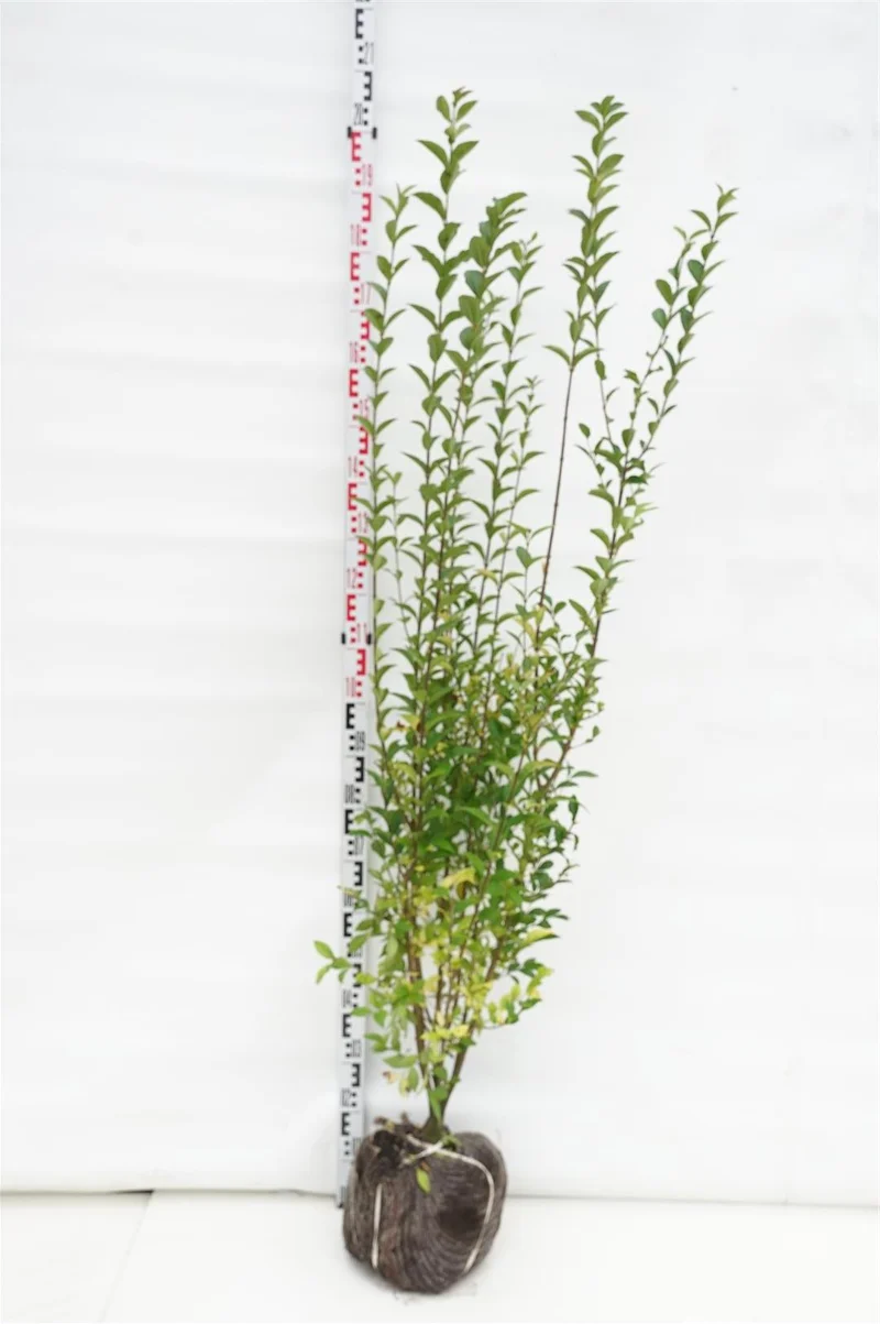 Ligustrum ovalifolium 125-150 cm rotklump
