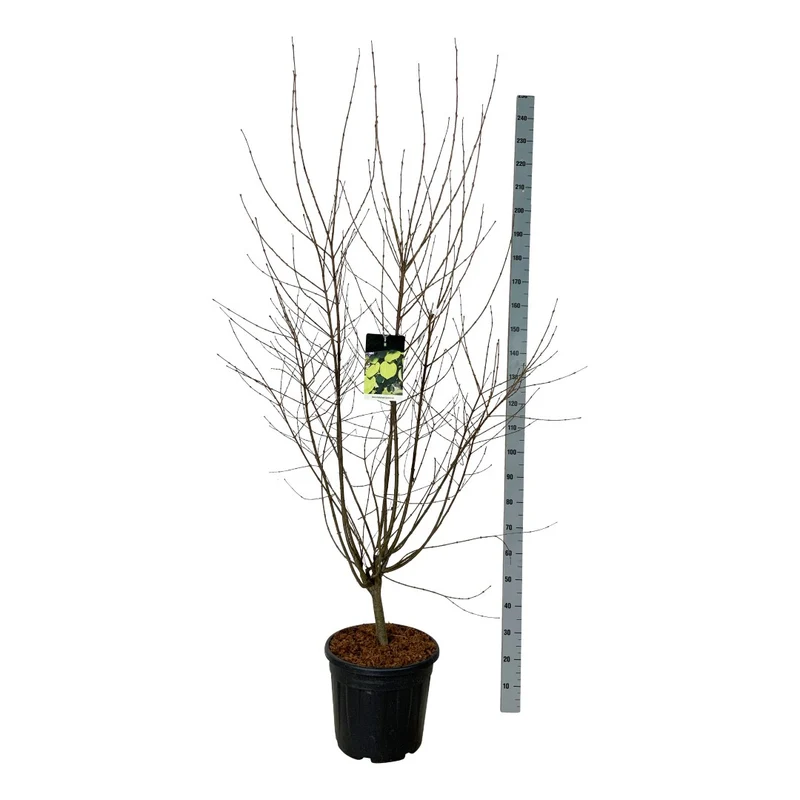Cercidiphyllum japonicum 150-175 cm C30 (30 liters kruka)
