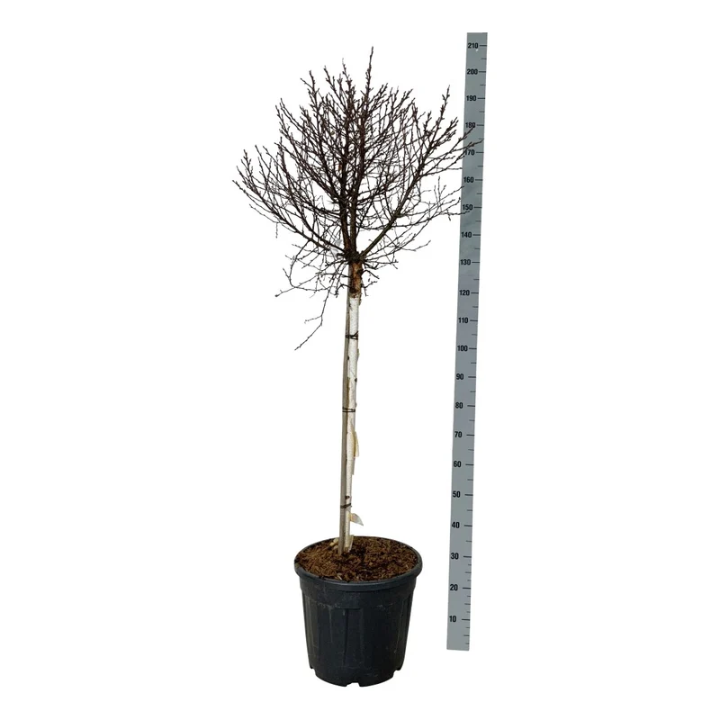 Betula p. 'Magical Globe' 90 cm stam, C30 (30 liters kruka)