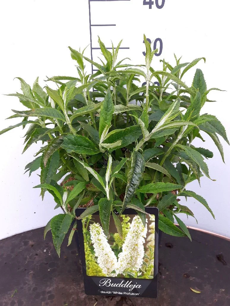 Buddleja d. 'White Profusion' C10 (10 liters kruka) 100-125 cm