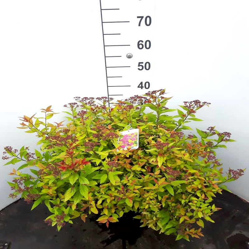 Spiraea japonica 'Golden Princess' C10 (10 liters kruka) 40-50 cm