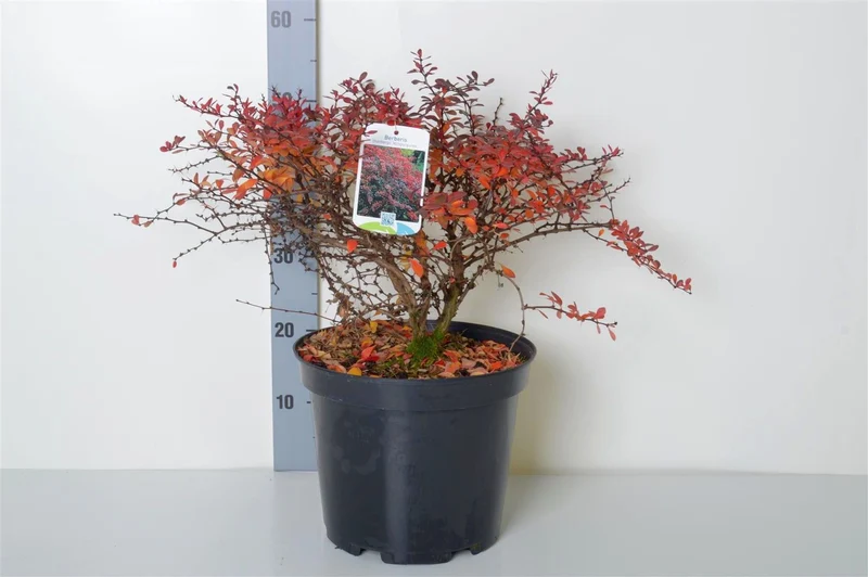Berberis thunb. 'Atropurpurea Nana' C10 (10 liters kruka) 30-40 cm
