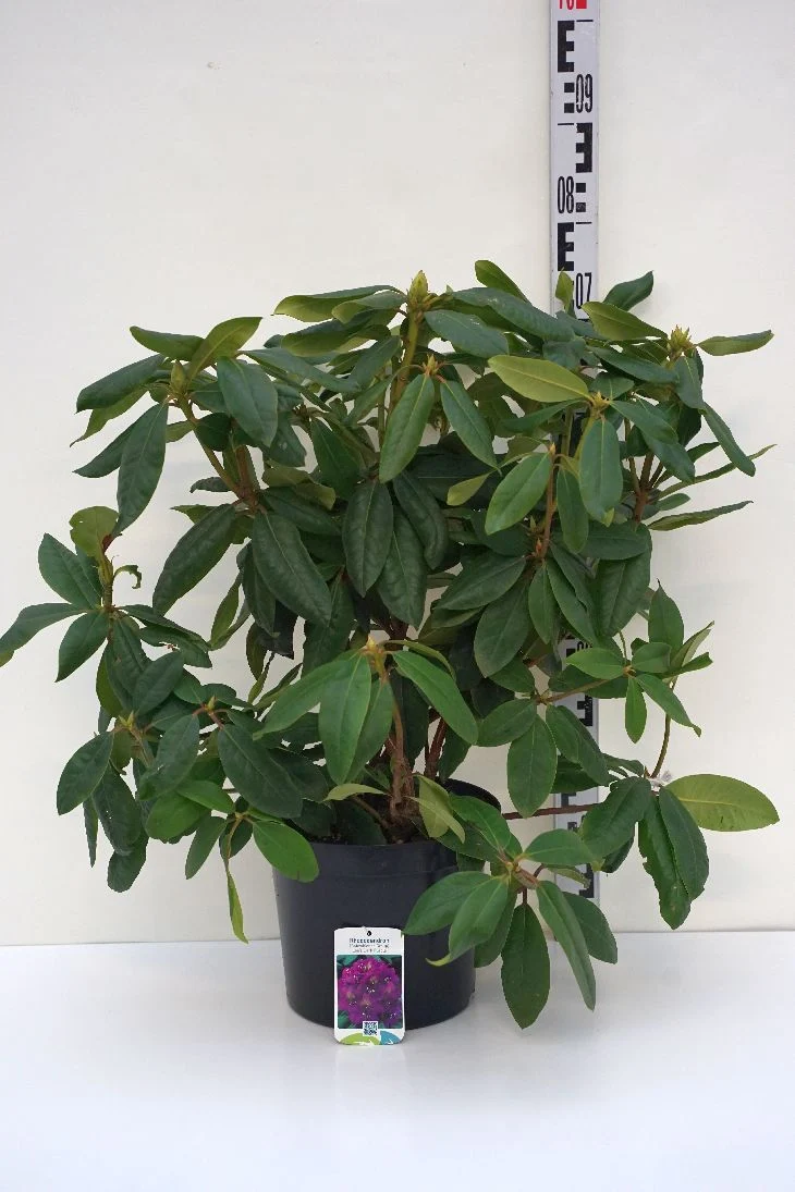 Rhododendron 'Lee's Dark Purple' C5 (5 liters kruka) 40+ cm