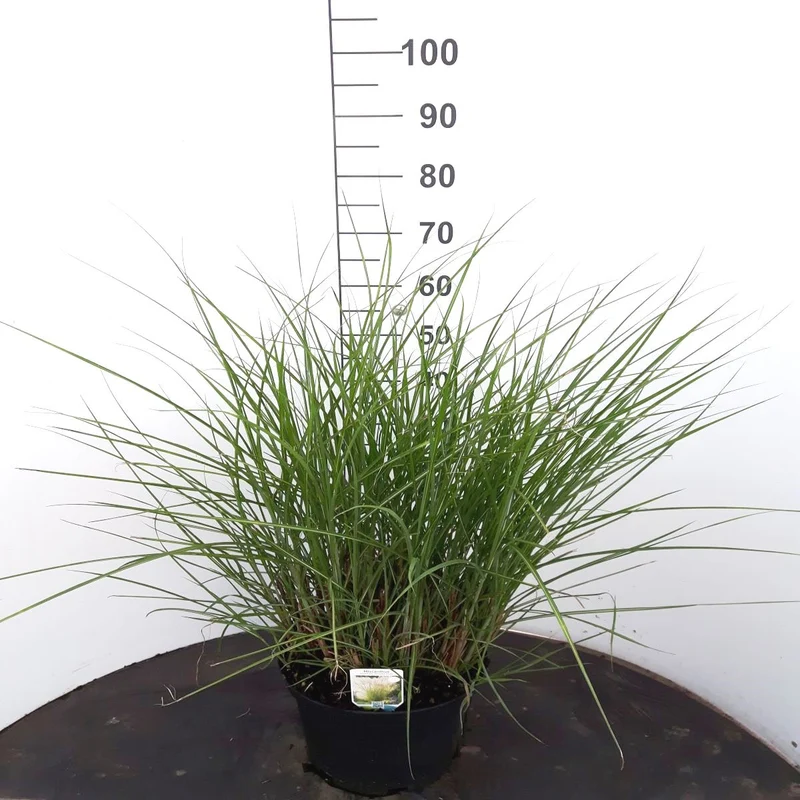 Miscanthus sin. 'Gracillimus' C10 (10 liters kruka) 60-80 cm