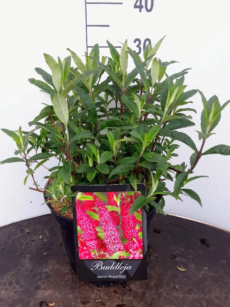 Buddleja d. 'Royal Red' C10 (10 liters kruka) 100-125 cm