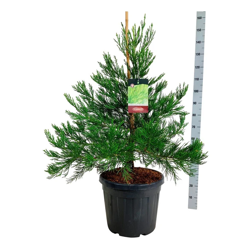 Sequoiadendron giganteum 'Healthy Mammoth Three' PBR C15 (15 liters kruka) 80-100 cm