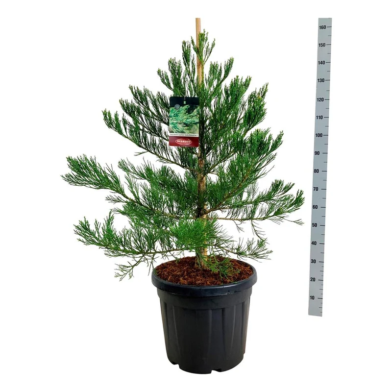 Sequoiadendron giganteum 'Healthy Mammoth One' PBR C15 (15 liters kruka) 80-100 cm