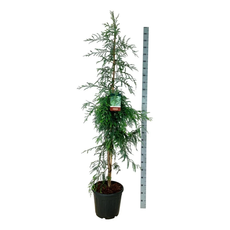 Sequoia sempervirens 'Winter Blue' C30 (30 liters kruka) 175-200 cm EXTRA