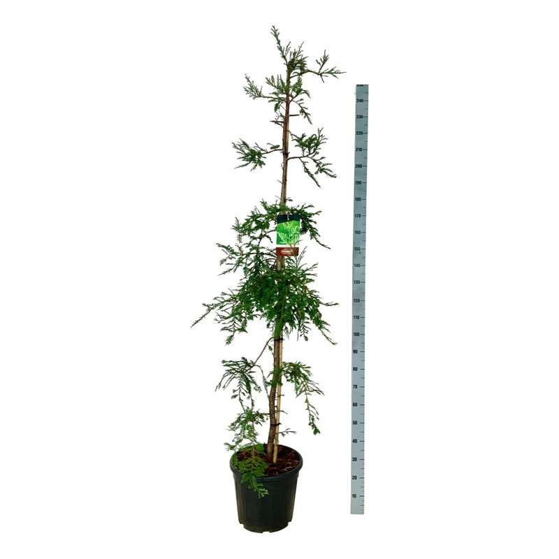 Sequoia s. 'Illa Martin' C30 (30 liters kruka) 175-200 cm EXTRA