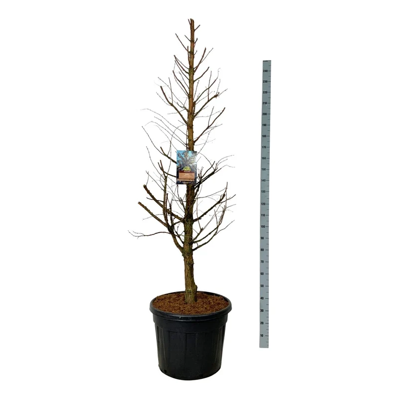 Metasequoia glypt. 'Amber Glow'® C20 (20 liters kruka) 125-150 cm