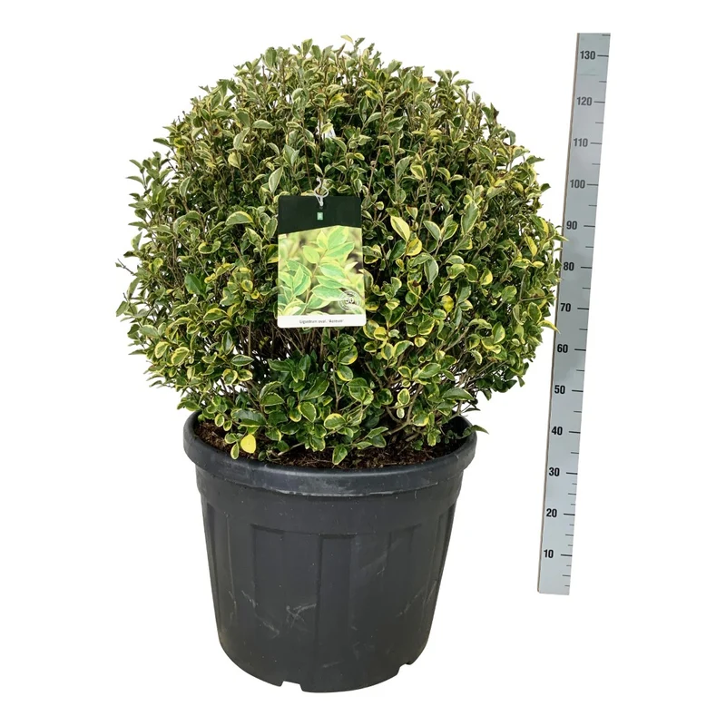 Ligustrum oval. 'Aureum' 80-90 cm Klot C90 (90 liters kruka) Extra