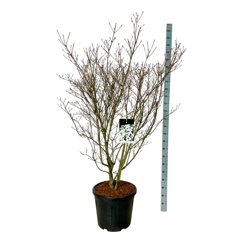 Cornus kousa 'Weisse Fontaine' C55 (55 liters kruka) 150-175 cm Extra