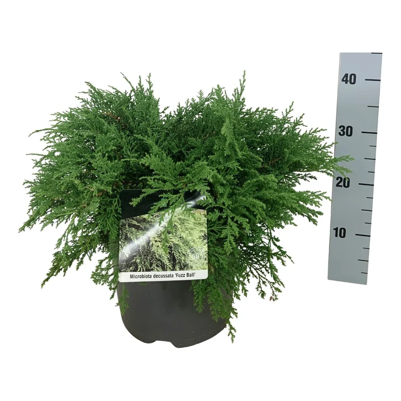 Microbiota d. 'Fuzz Ball' C7,5 (7,5 liters kruka) 50-60 cm