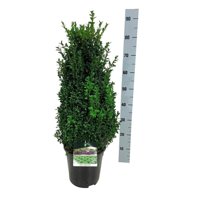 Buxus sempervirens C7 (7 liters kruka) 50-60 cm