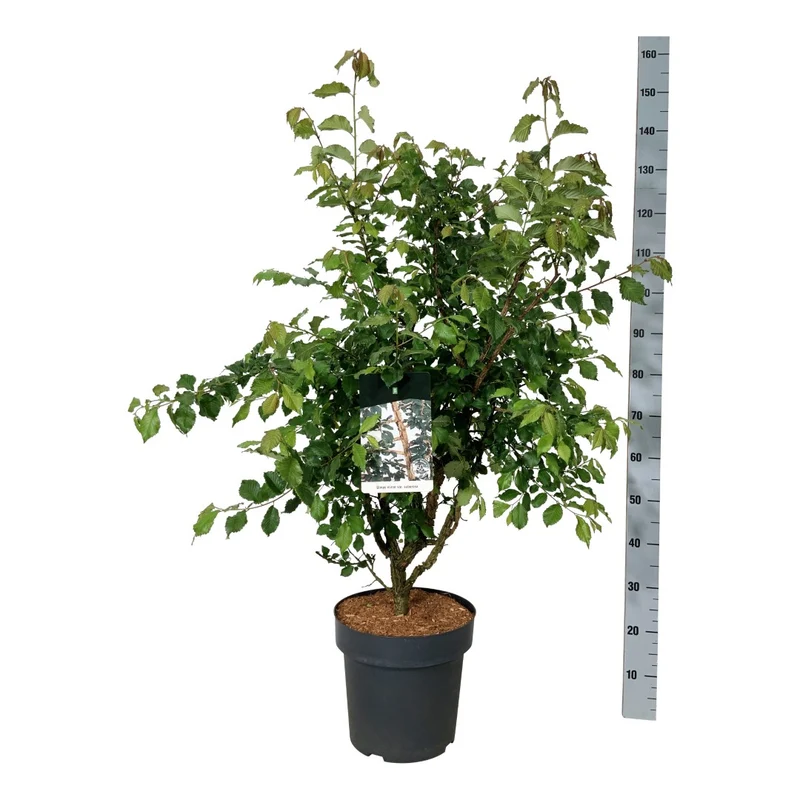 Ulmus minor suberosa C15 (15 liters kruka) 100-125 cm