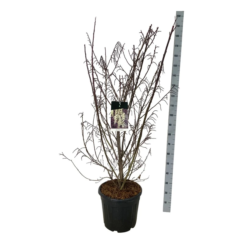 Stachyurus praecox C55 (55 liters kruka) 175-200 cm Extra