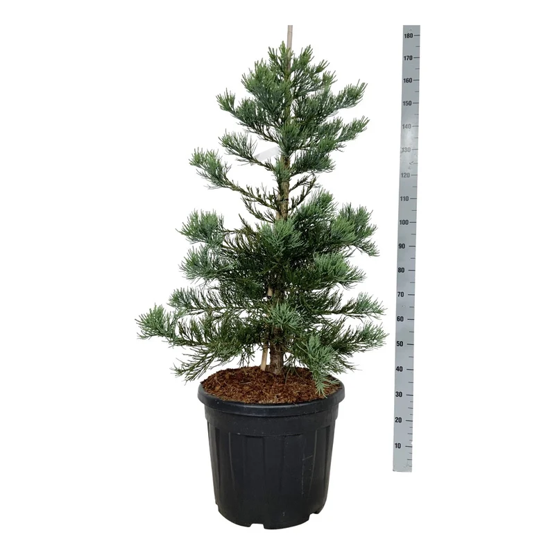 Sequoiadendron gig. 'Glaucum' 100-125 cm, C55 (55 liters kruka) Extra
