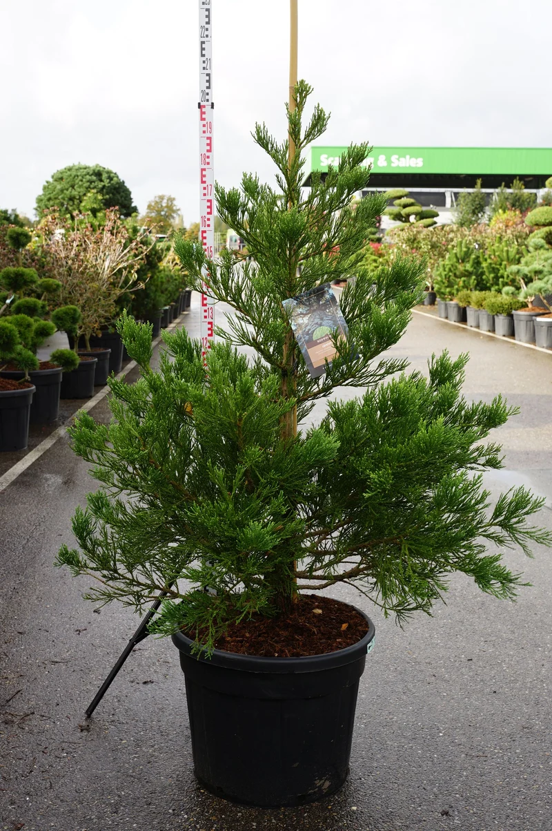 Sequoiadendron gig. 'Healthy Mammoth Two' PBR C90 (90 liters kruka) 150-175 cm EXTRA