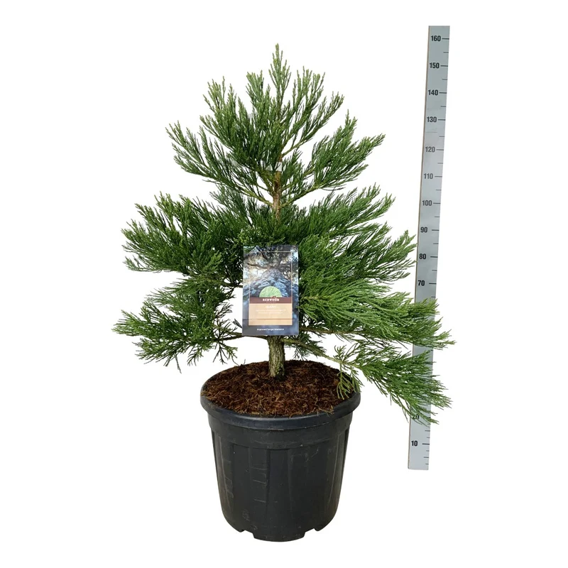 Sequoiadendron giganteum 'Healthy Mammoth Two' PBR C55 (55 liters kruka) 80-100 cm Extra