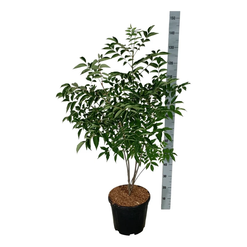 Tetradium daniellii C15 (15 liters kruka) 100-125 cm
