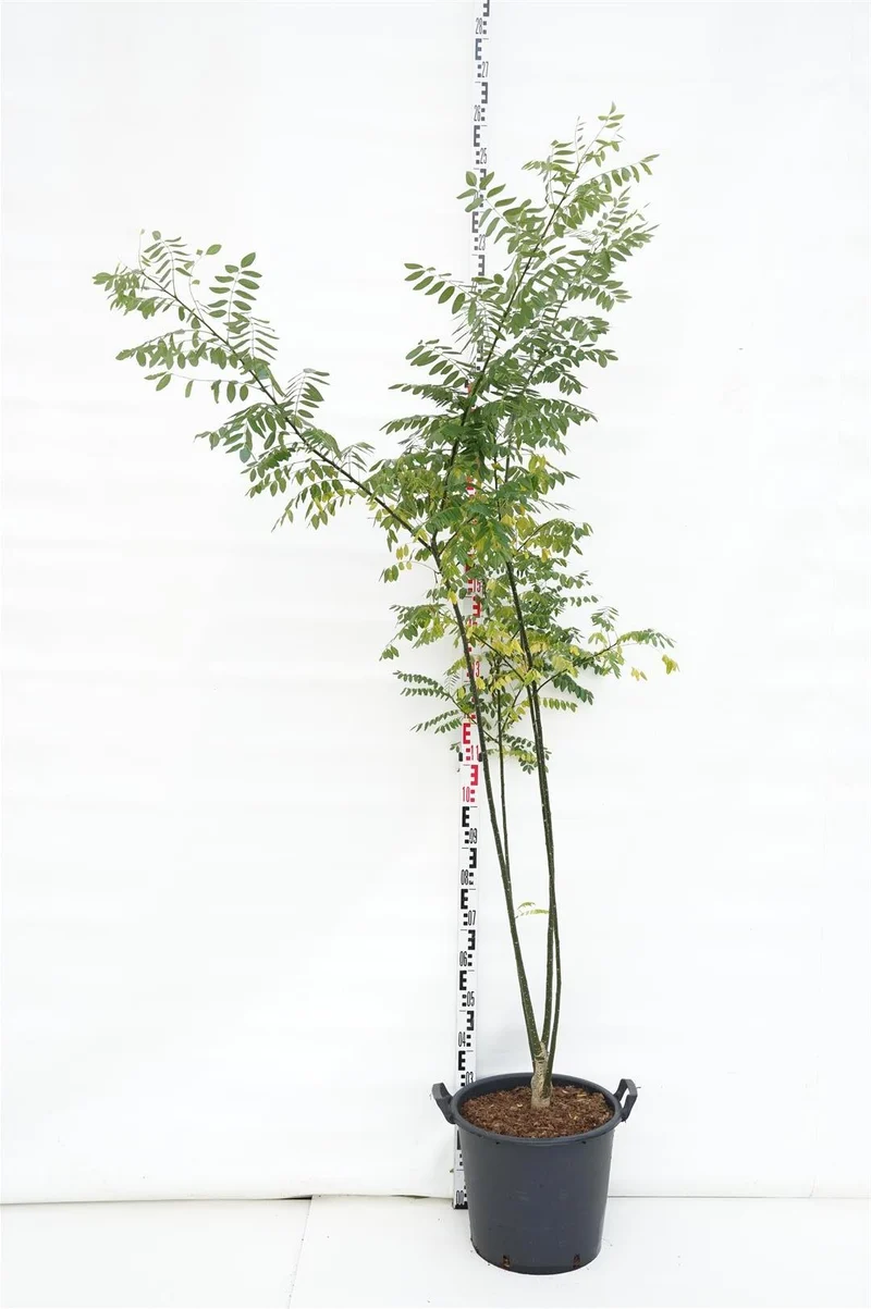 Styphnolobium japonicum C110 (110 liters kruka) 250-300 cm