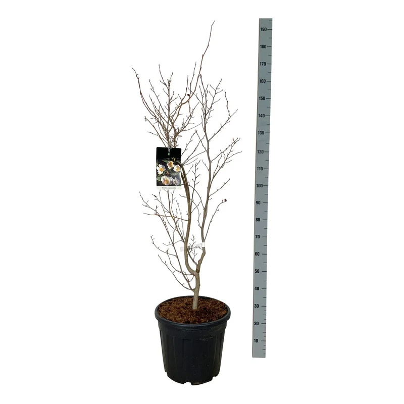 Stewartia pseudocamellia C10 (10 liters kruka) 125-150 cm