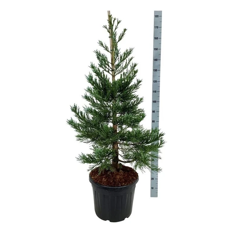 Sequoiadendron gig. 'Glaucum' 125-150 cm C55 (55 liters kruka)